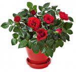 Miniature rose bushes, Morrisons plant of the week, plenty of colours