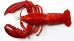 Whole cooked lobster