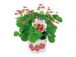Strawberry Plants