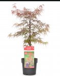 Acer trees (5 litre pot) various types