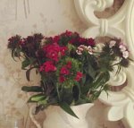 Aldi bunch of flowers