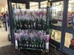 Orchids only