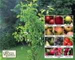 Aldi Fruit Trees - Were £3.49