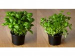 Basil or Coriander Medium Pots
