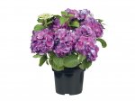 Hydrangea at LIDL