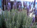 French Lavender plants
