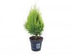 Assorted Conifers at LIDL x2 £2.29