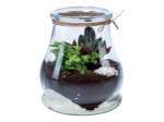 Small Terrarium