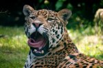 Junior Zoo Keeper Experience + Adult Goes Free at Paradise Wildlife Park was £120 now £48.00 with code @ Buyagift