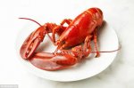 Small whole cooked Canadian lobster 400g