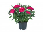 Mini Rose - Available Monday 29th August