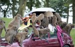knowsley safari park £10.00 per car - from 5th sept