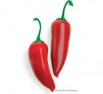 Red Jalapeños @ B&M