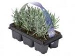 Lidl - 6 pack English Lavender