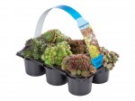 6 Pack of succulents