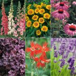 36 perennial plants plus P and P - £5.31