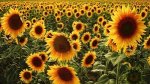 Flowers and vegetable seeds packs