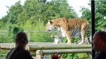 Double Discount Savings > Half Price PLUS 2 for 1 Tea with the Tigers at Paradise Wildlife Park now £29.50 @ Buyagift