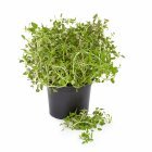 Sainsbury's Fresh Living Thyme Pot