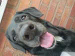 24 Cans of Chappie dog food at Asda online and instore