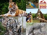 South Lakes Safari Zoo for a family of 4 via