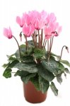 Cyclamen potted plant of the week
