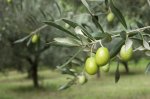 Two olive trees for twenty pounds