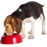 Free Pets’ Kitchen Sample