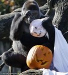 Free Entry on October 31st 2016 for All Children in Full Halloween Fancy Dress