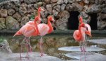 South lakes safari zoo 'free' entry all winter inc half term - Event wristband