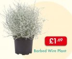 Barbed Wire Plant - Outdoor - Useful for many locations (Especially the South Coast) - LIDL Autumn Flower Market - Also available: Gaultheria (With rED BALLS)