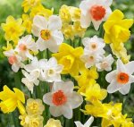 Free Daffofil bulbs, help save at risk historic varieties - English Heritage - Free