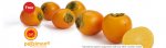 Free Spanish Persimon® Fruit