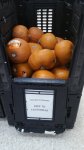 Free Pumpkins at Sainsbury's