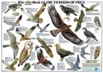 This weekend get your giant, glossy RSPB garden birds wallchart, FREE inside The Mail on Sunday