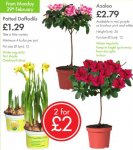 Azaleas 12cm pot - Daffodils (Tete A Tete) MIN 4 bulbs per pot - TWO (£2.79/£1.29 each) - LIDL - Mix 'N Match - 29th Feb