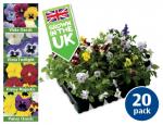 20 Pack Winter Bedding Plants