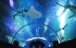 50% off tickets on Black Friday & Cyber Monday @ Sea Life (can be used throughout 2016 & 2017)